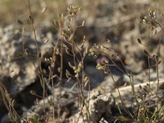 Hornungia procumbens