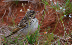 Anthus nicholsoni