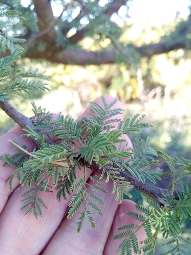 Vachellia caven