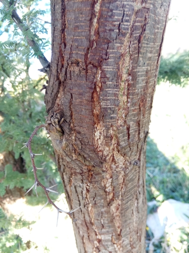 Vachellia caven