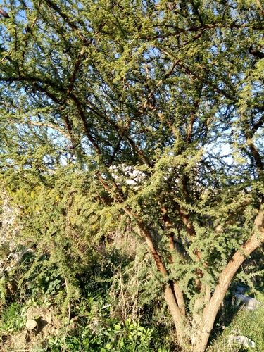 Vachellia caven