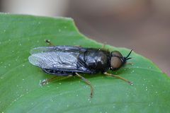Odontomyia tigrina