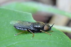 Odontomyia tigrina
