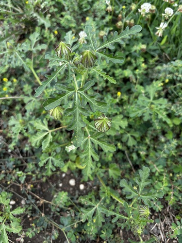 flower-of-an-hour