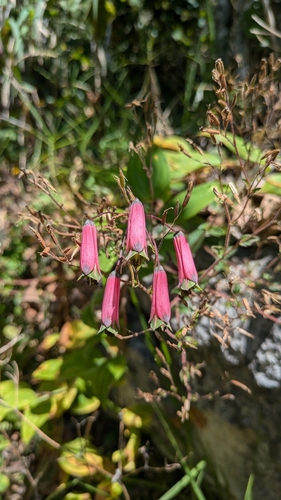 Bomarea ovata (Bomarea ovata)