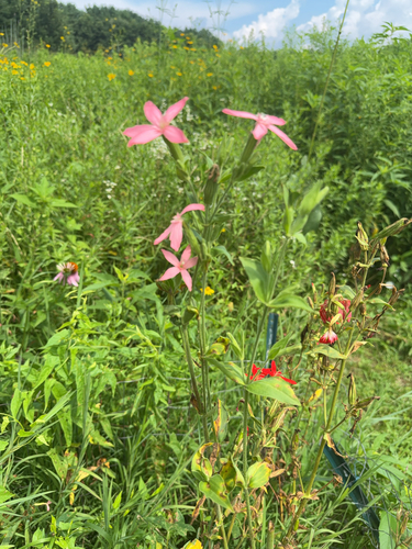 Silene regia