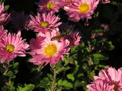 Chrysanthellum