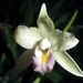 Laelia albida - Photo (c) Wikimedia Commons, some rights reserved (CC BY-SA)