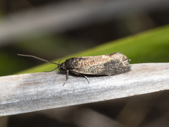 Leistomorpha brontoscopa