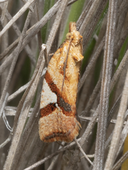 Epitymbia isoscelana