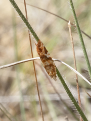 Epitymbia isoscelana