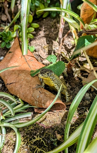 Eastern Whorltail Iguana