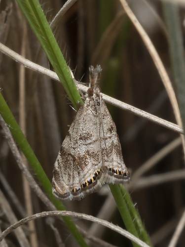 Glaucocharis dilatella (Meyrick, 1879)