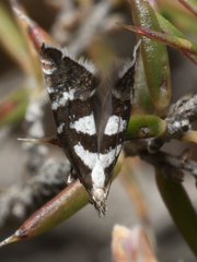 Glyphipterix leucoplaca