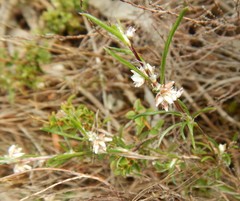 Laxmannia orientalis