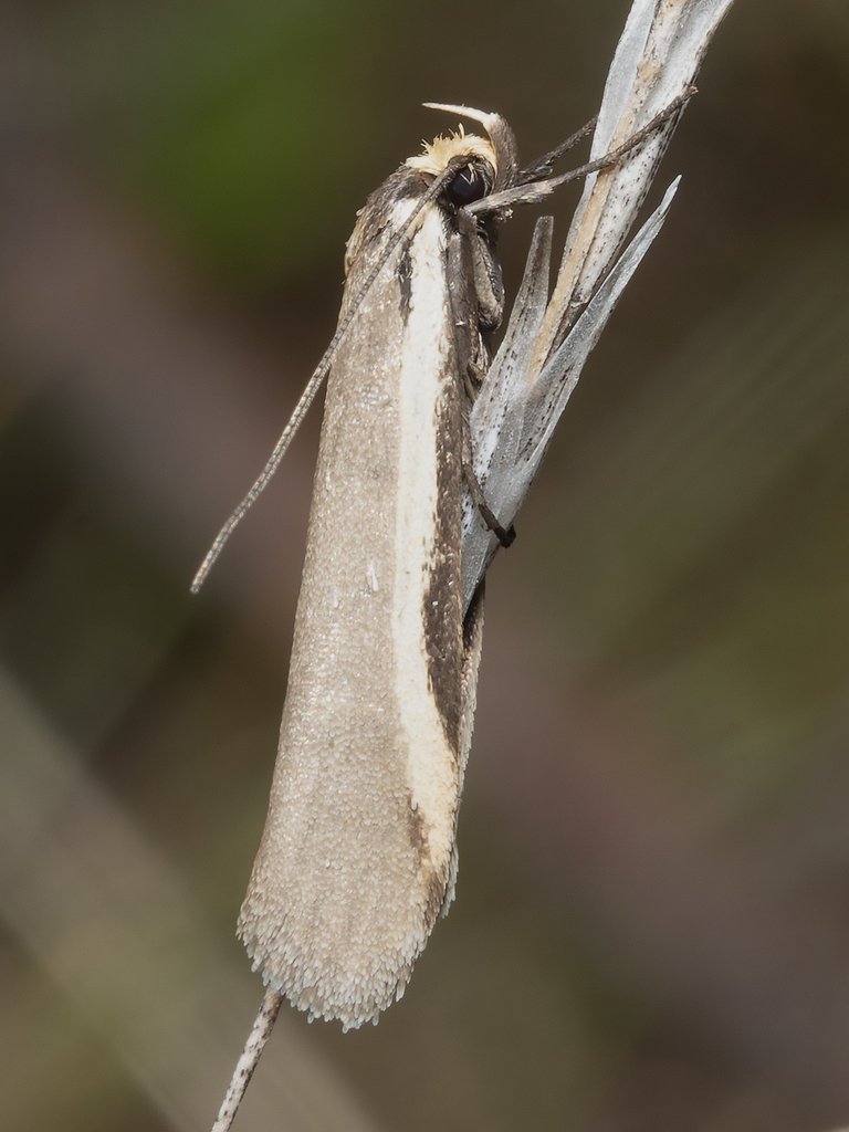 Philobota crypsichola