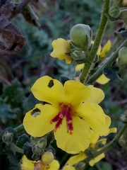 Verbascum sinuatum image