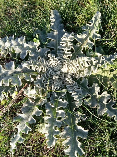 Verbascum image