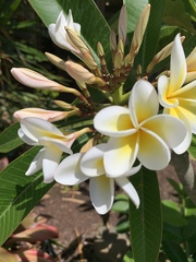 Plumeria obtusa