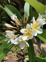 Plumeria obtusa