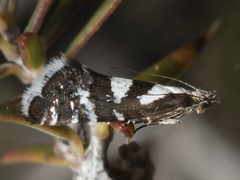 Glyphipterix leucoplaca