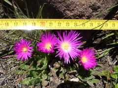 Delosperma sutherlandii