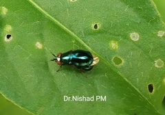 Celyphidae