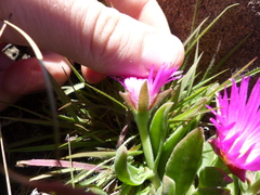 Delosperma sutherlandii