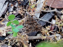 Dichromodes explanata