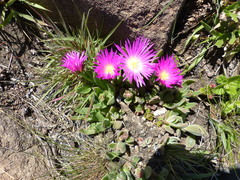 Delosperma sutherlandii