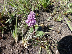 Ledebouria sandersonii