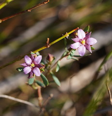 Boronia parviflora