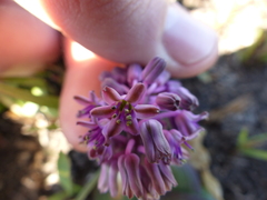 Ledebouria sandersonii