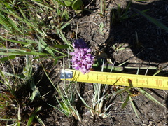 Ledebouria sandersonii