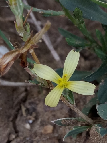 Lactuca saligna image