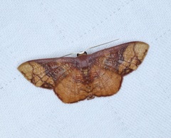 Metallaxis semipurpurascens