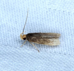 Pexicopia melitolicna