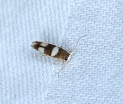 Stathmopoda paradiplaspis