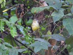 Tricholestes criniger