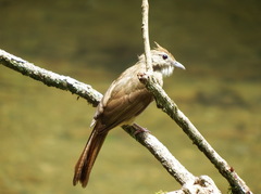 Alophoixus ochraceus