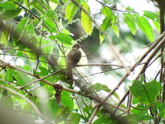 Rubigula erythropthalmos