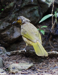 Pycnonotus finlaysoni