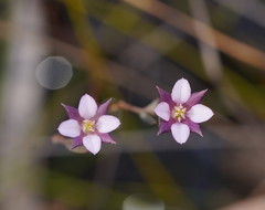 Boronia parviflora