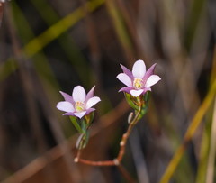 Boronia parviflora