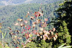 Viburnum betulifolium