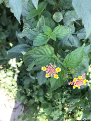 Lantana camara