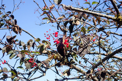 Viburnum betulifolium