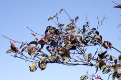 Viburnum betulifolium