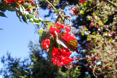 Viburnum betulifolium
