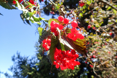 Viburnum betulifolium